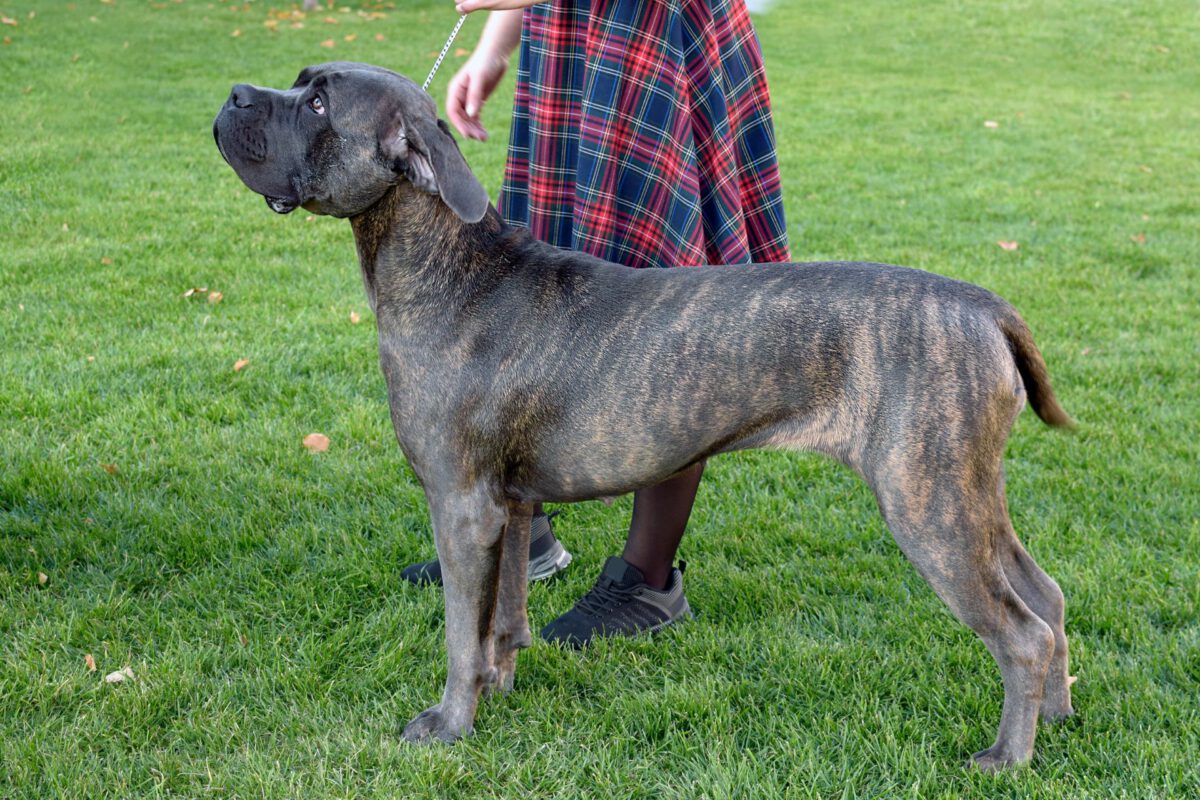 Dogo canario