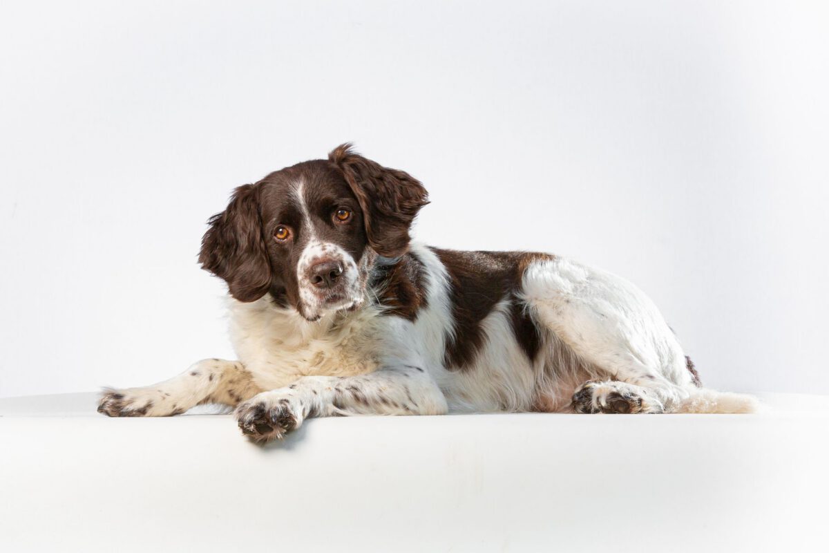 Alcuni Trattamenti Naturali per il Cancro nei Cani