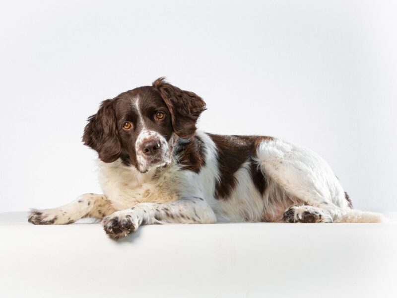 Alcuni Trattamenti Naturali per il Cancro nei Cani