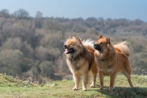 Home   Image of Eurasier 2 300x200