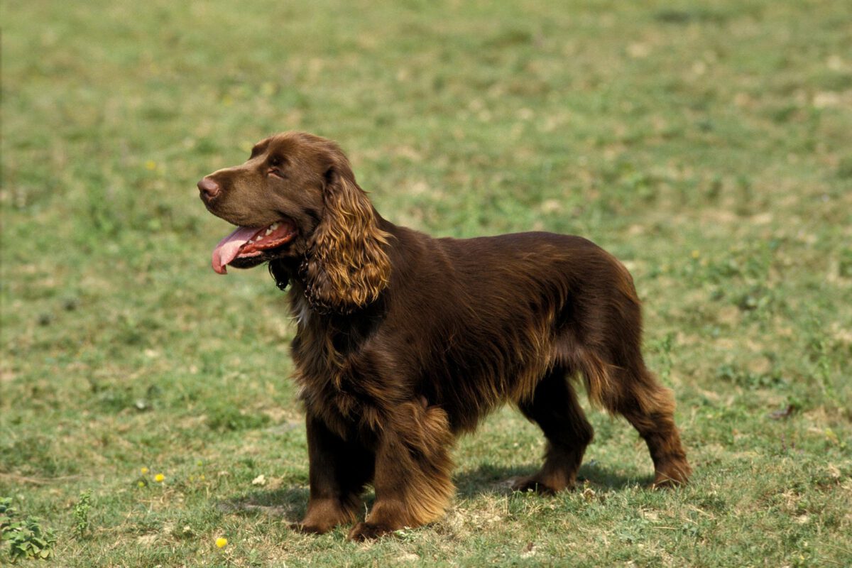 Field spaniel
