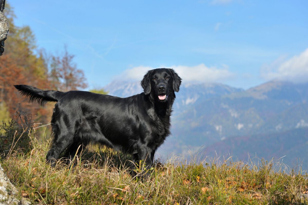 Flat coated retriever   Image of Flat coated retriever 2 1200x800