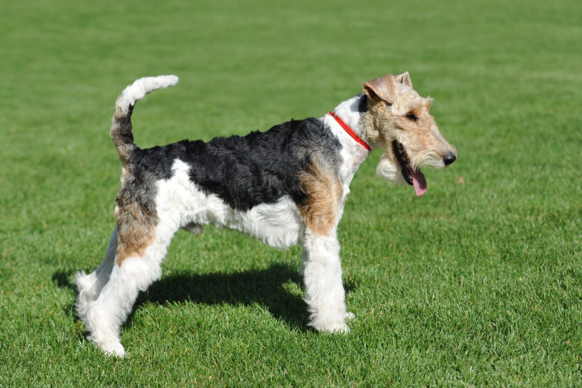 Fox terrier   Image of Fox terrier 2 1200x800