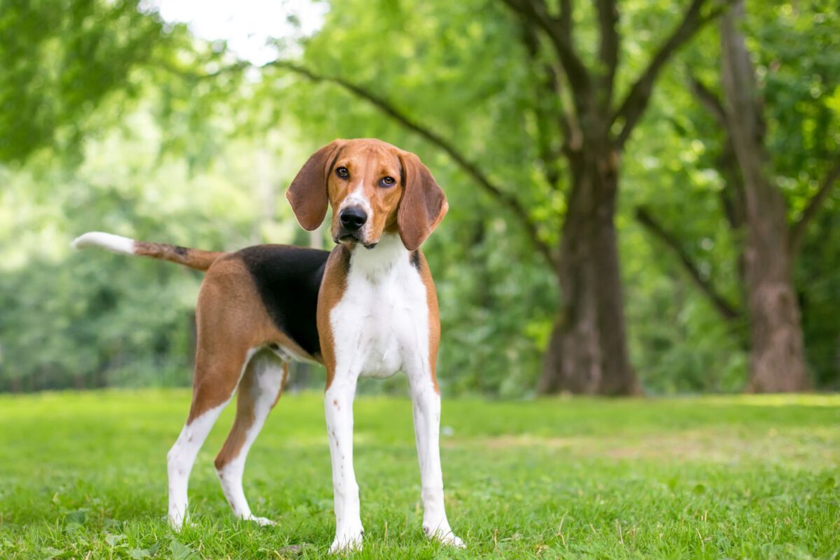 Foxhound americano