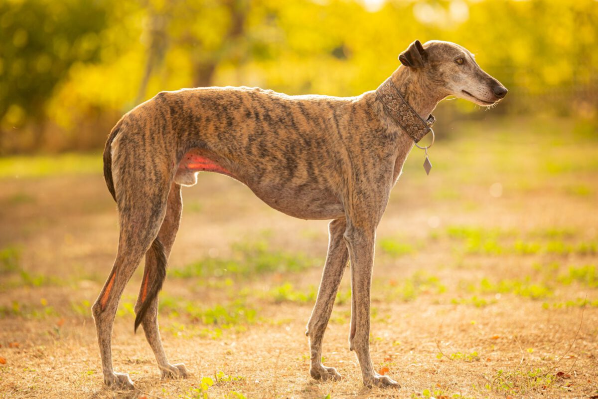Galgo espanol