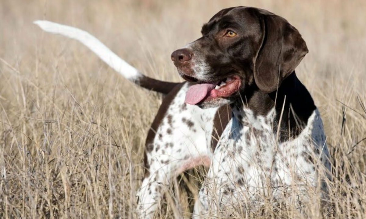 Gammel dansk honsenhund