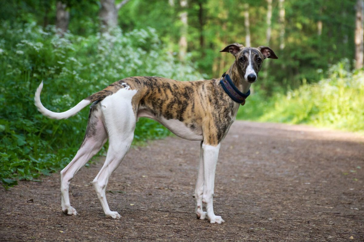 Greyhound