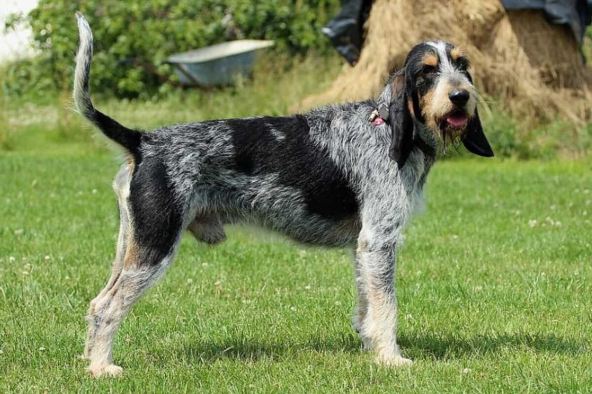 Griffon bleu de gascogne