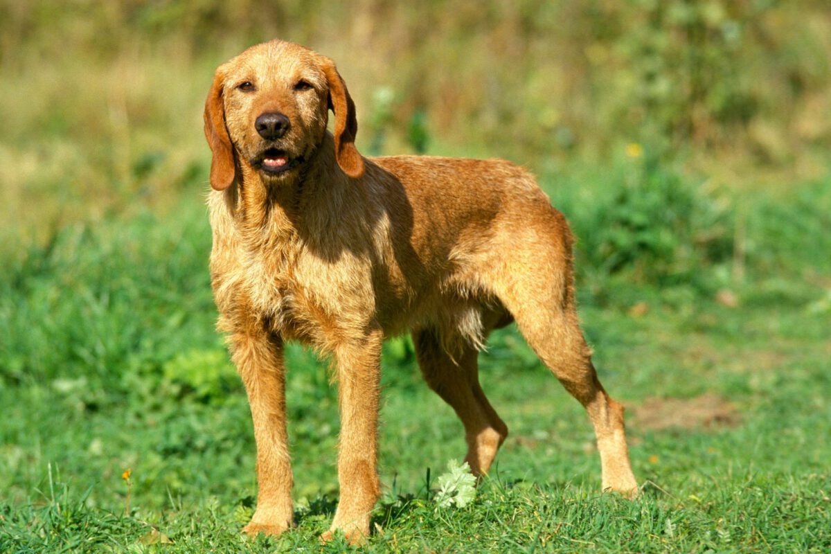 Griffon fauve de bretagne