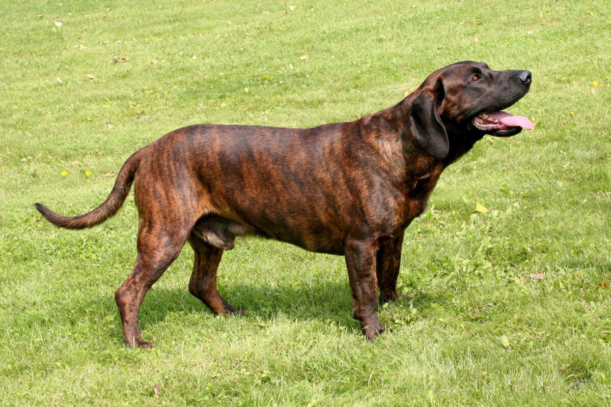 Hannoverischer schweisshund