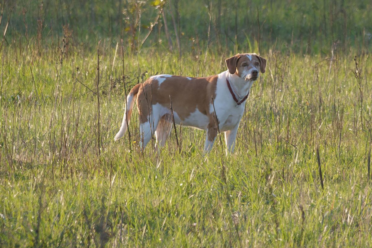 Hyghenhund