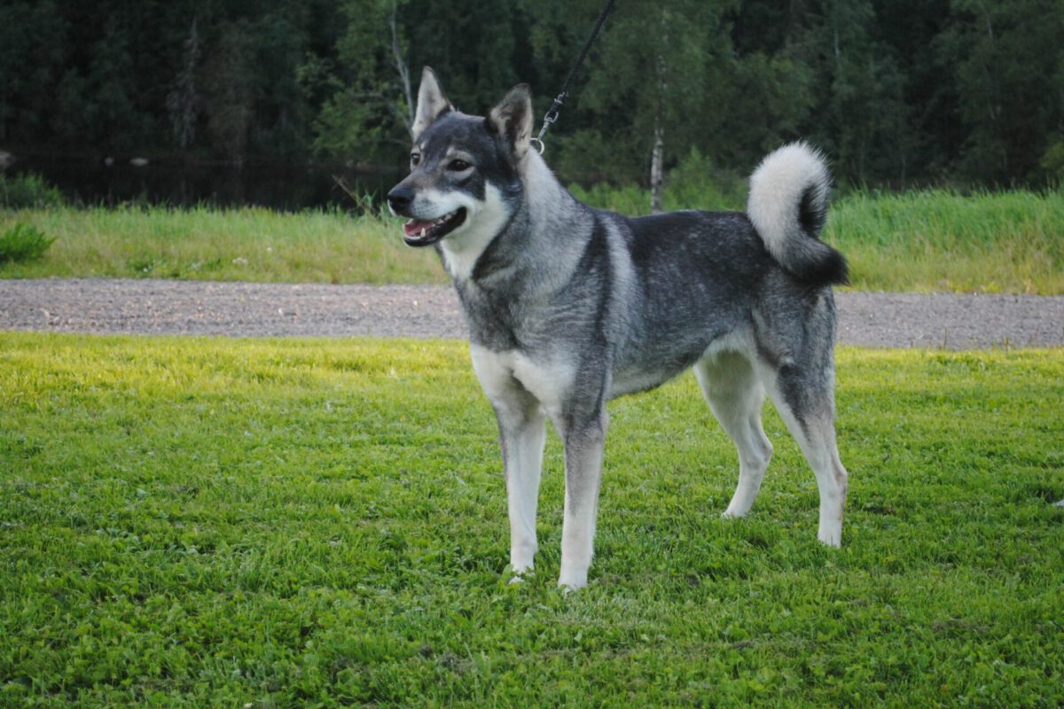 Jamthund