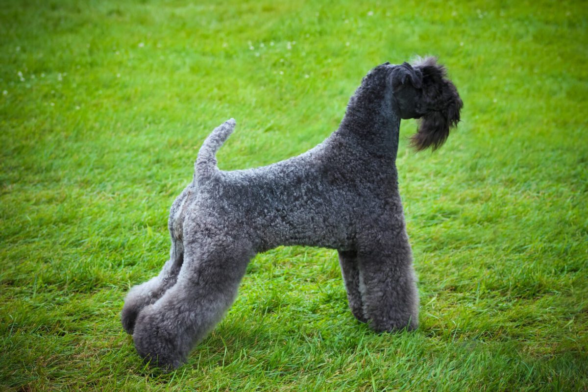 Kerry blue terrier