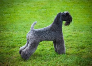 Home   Image of Kerry blue terrier 2 300x217