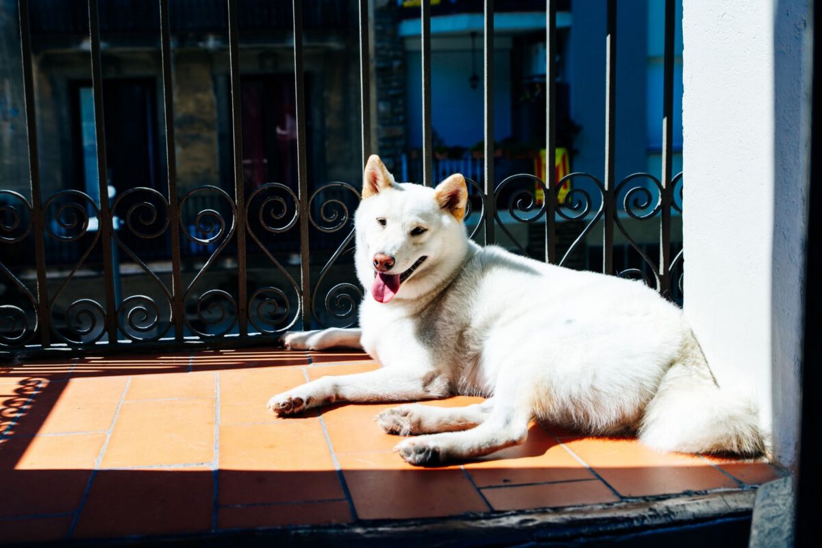 Kishu