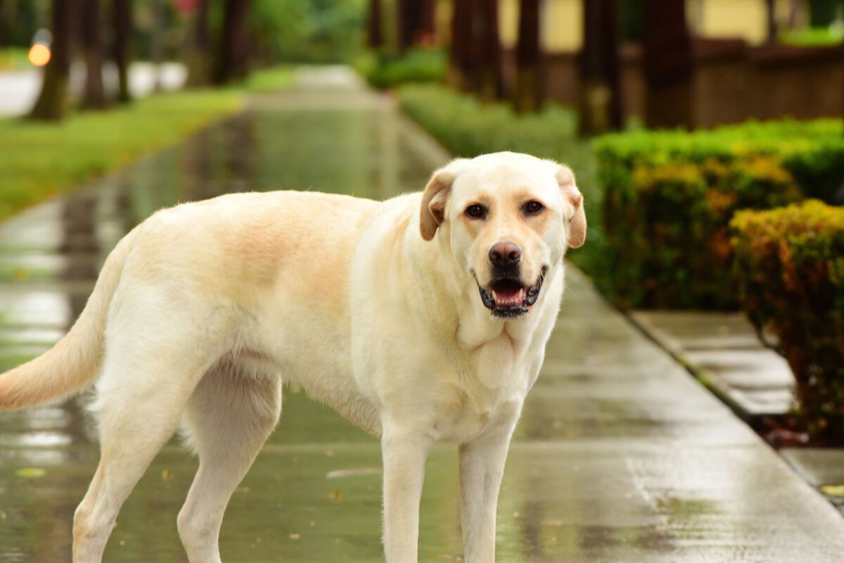 Labrador Retriever
