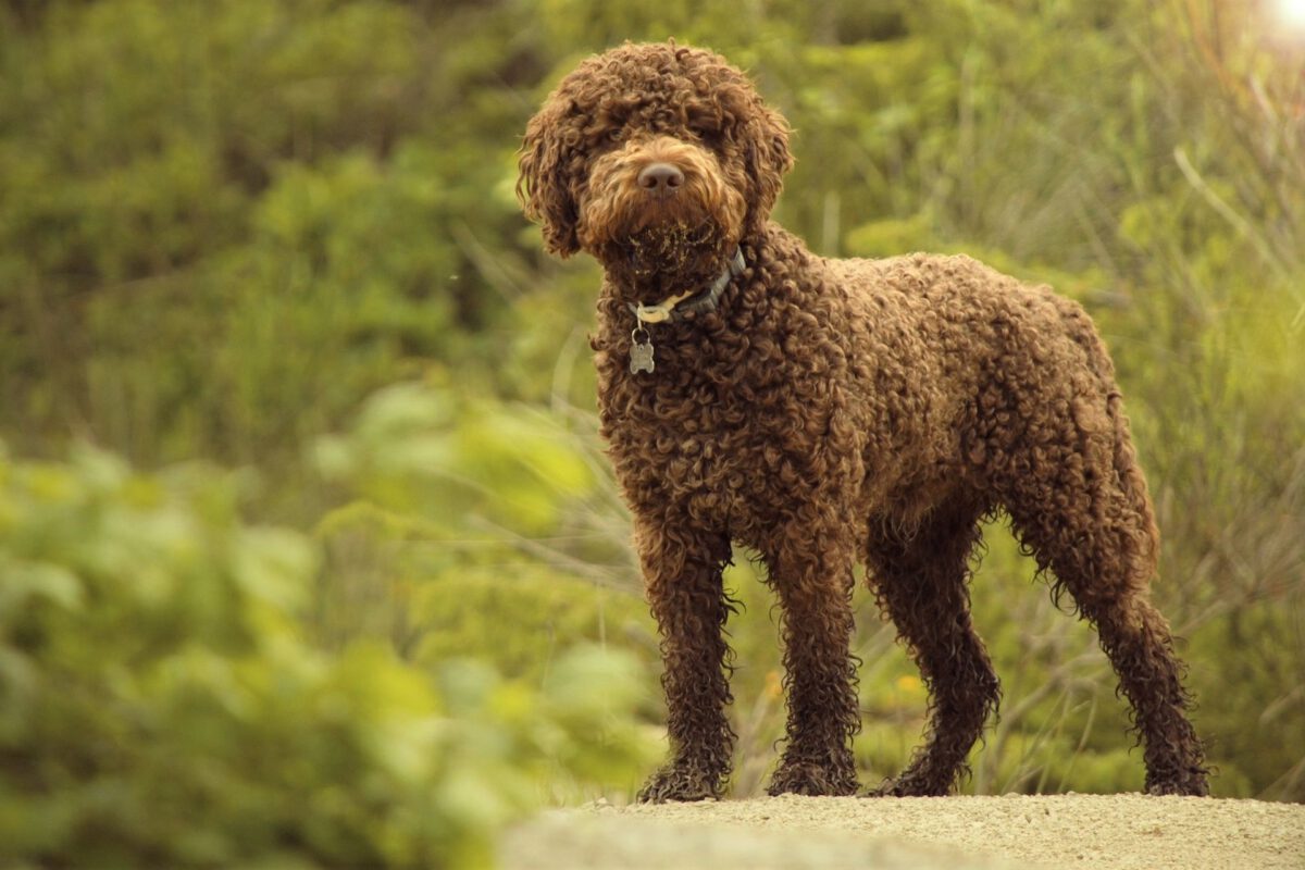 Lagotto Romagnolo   Image of Lagotto romagnolo 2 1200x800