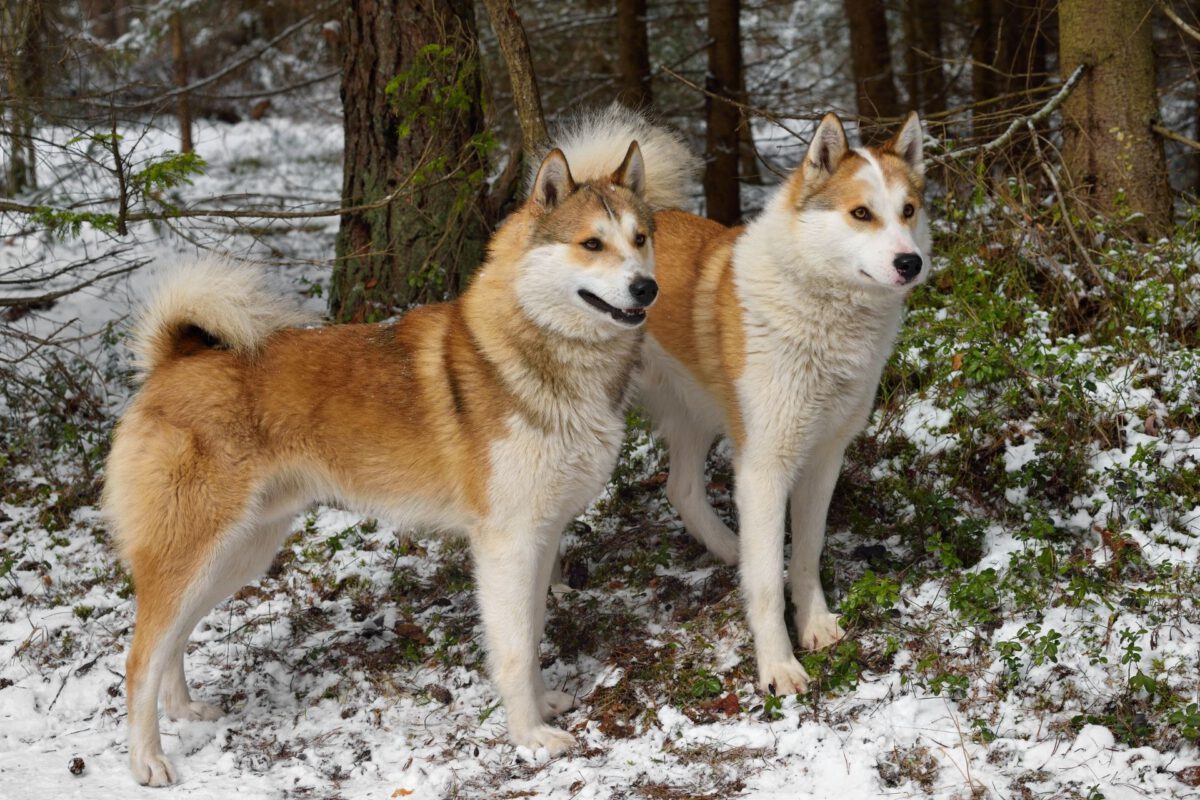 Cani e Freddo Invernale: Guida Completa