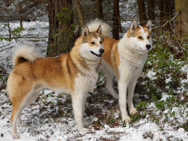 Cani e Freddo Invernale: Guida Completa