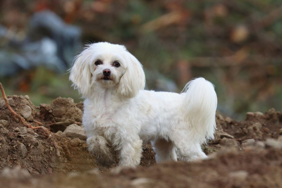 Maltese