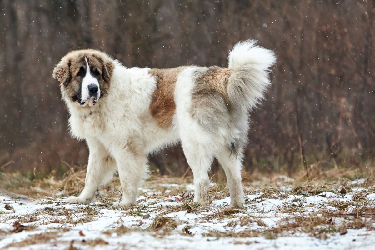 Mastino dei pirenei