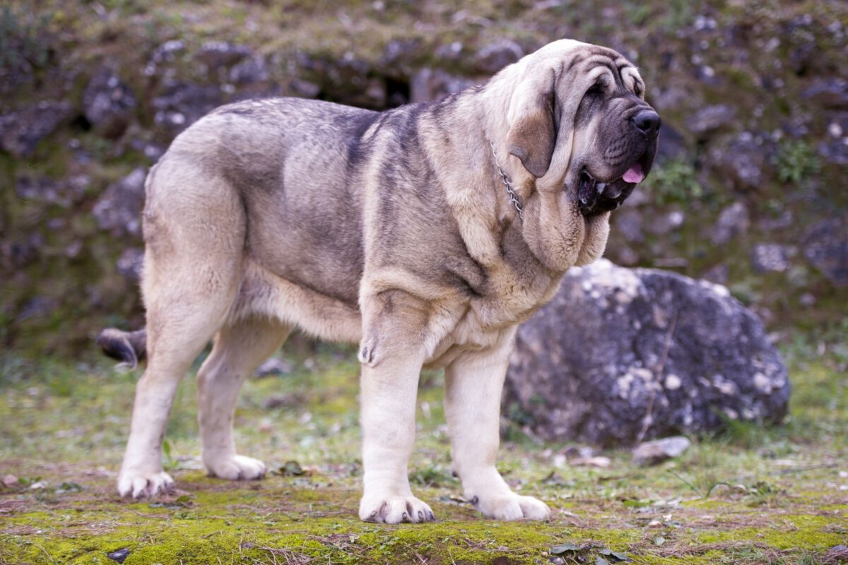 Mastino spagnolo