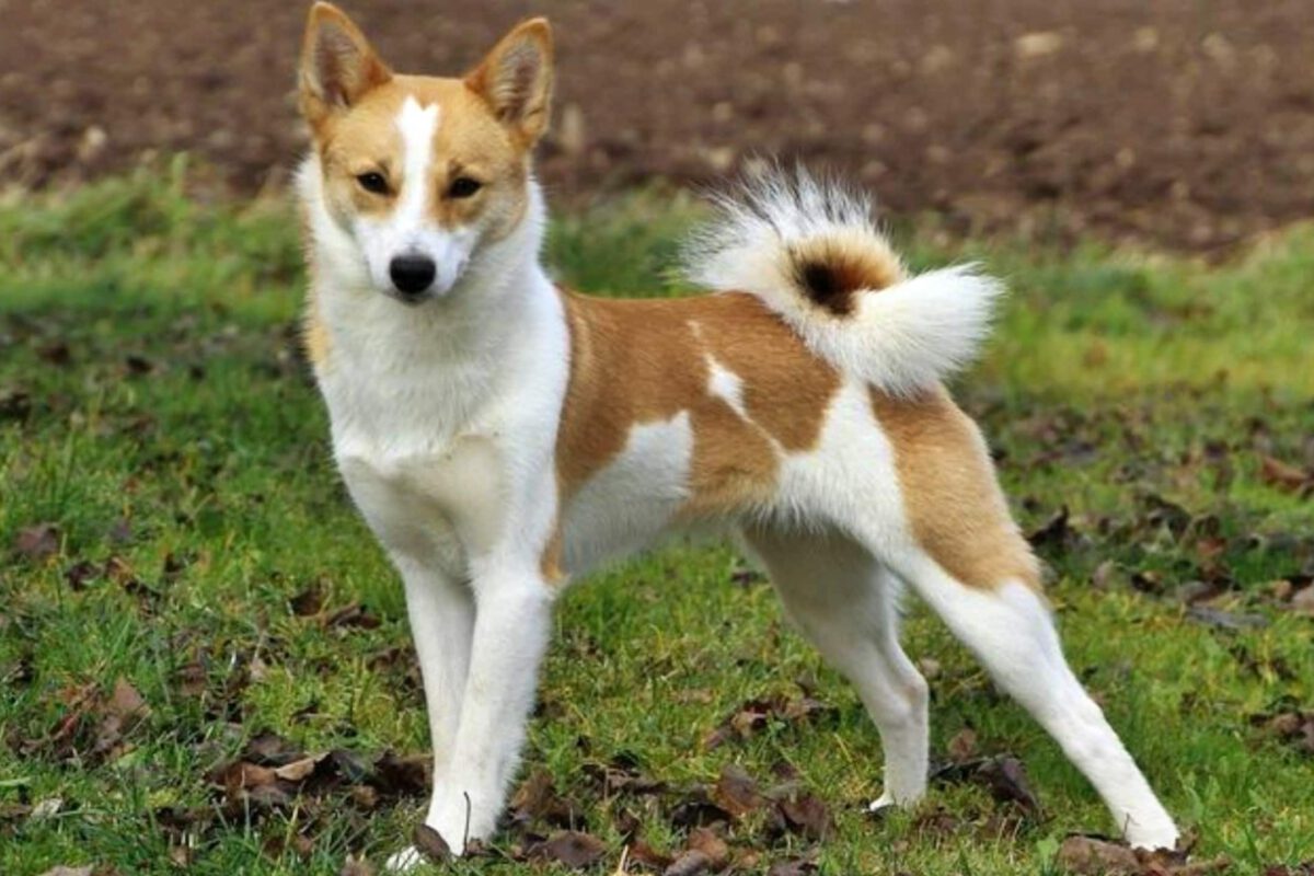 Norbottenspets