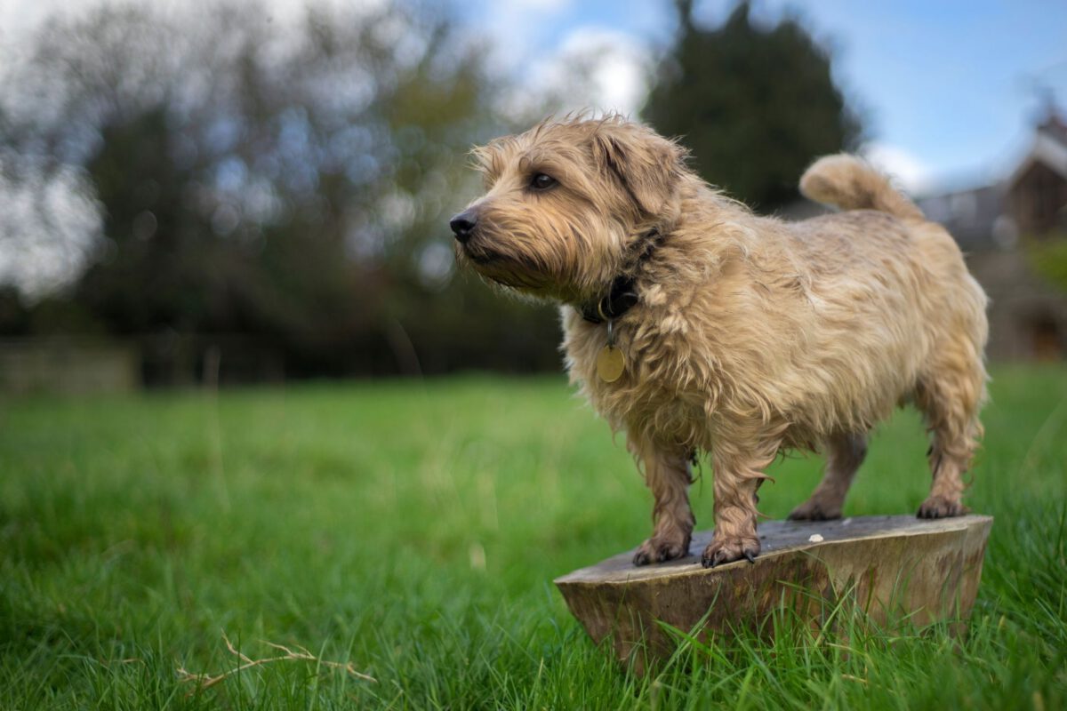 Norfolk terrier   Image of Norfolk terrier 3 1200x800