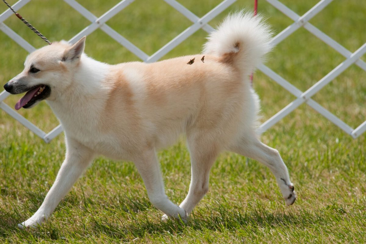 Norsk buhund