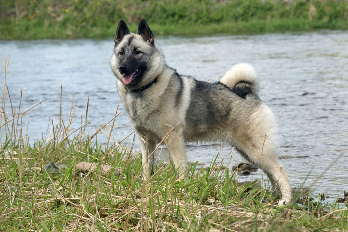 Norsk elghund