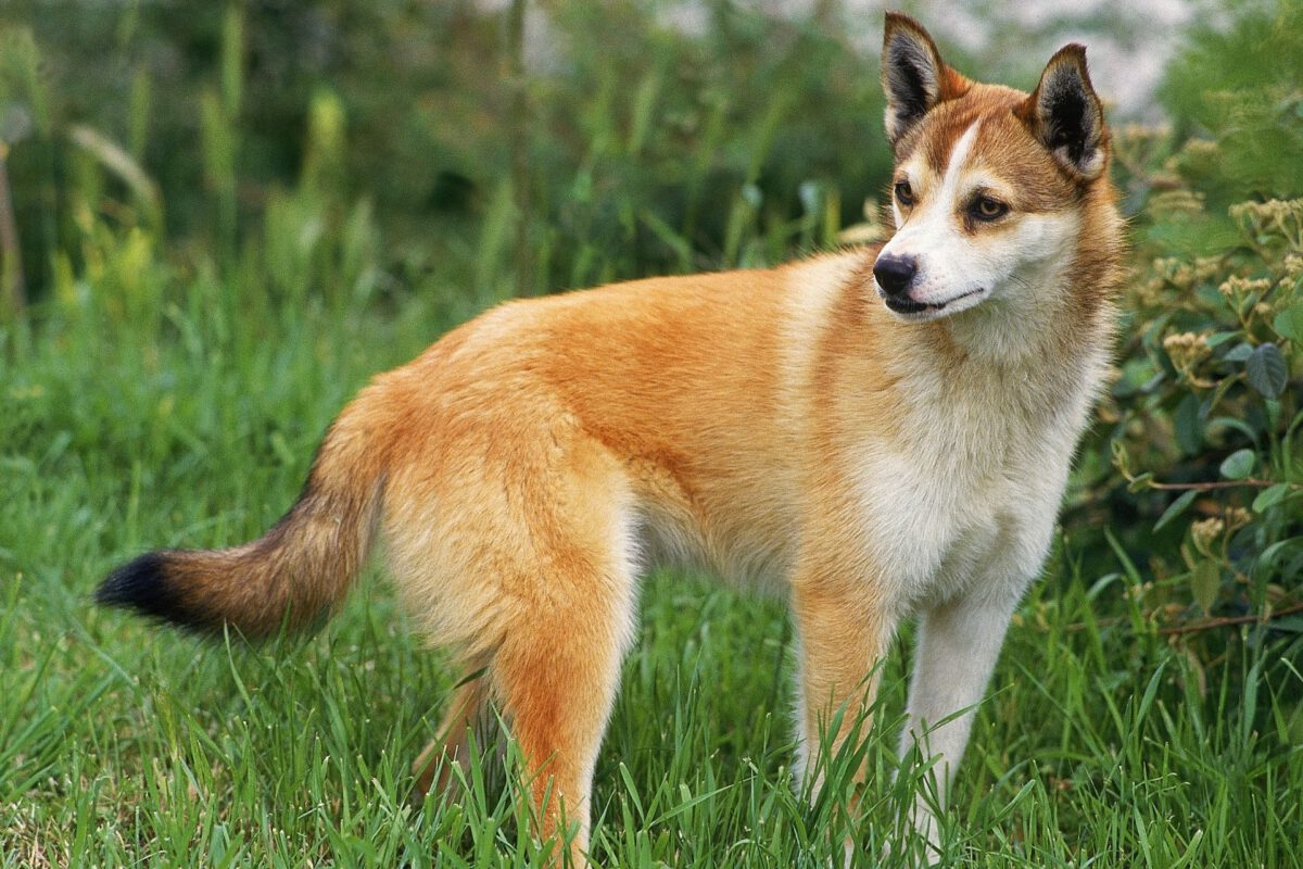 Norsk lundehund