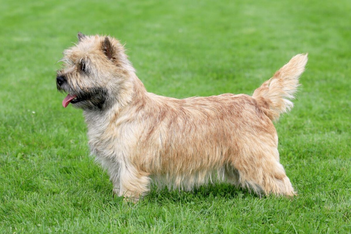 Norwich terrier   Image of Norwich terrier 3 1200x800