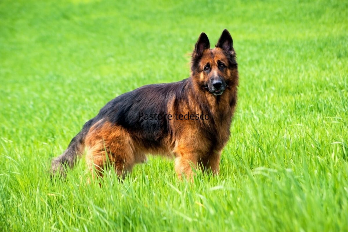 La tendenza a spargere pelo: una comparazione tra varie razze di cani