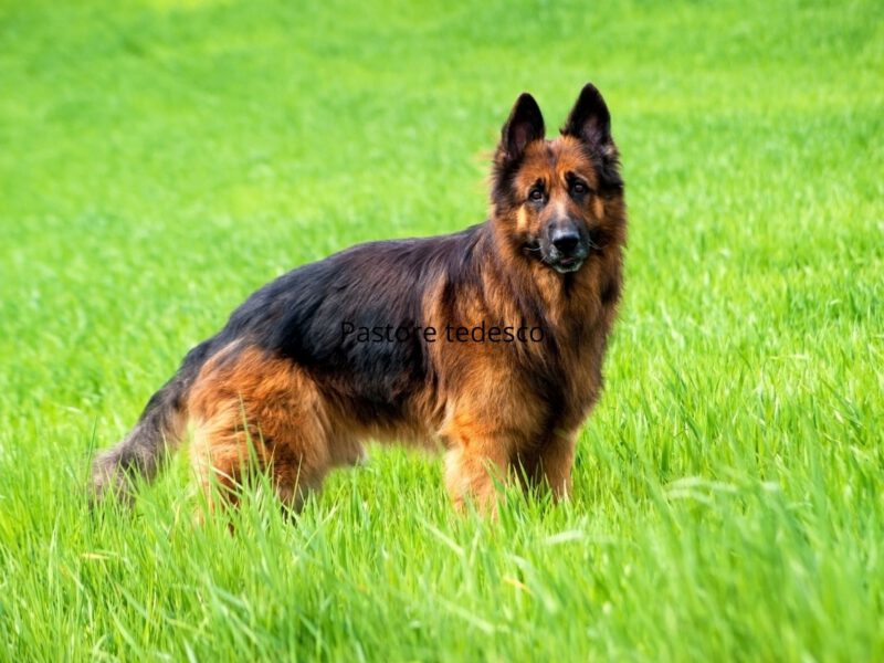 La tendenza a spargere pelo: una comparazione tra varie razze di cani