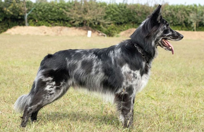 Cane delle Alpi Apuane