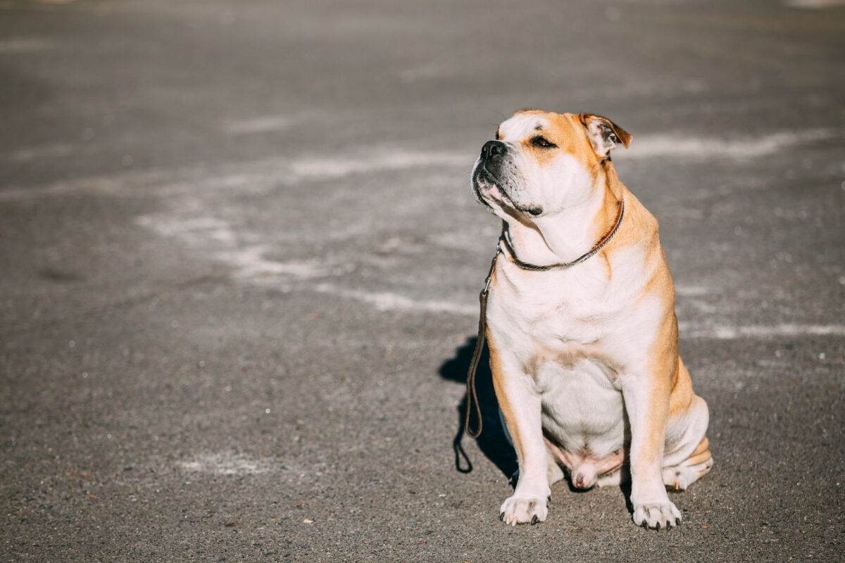 Perro dogo mallorquin