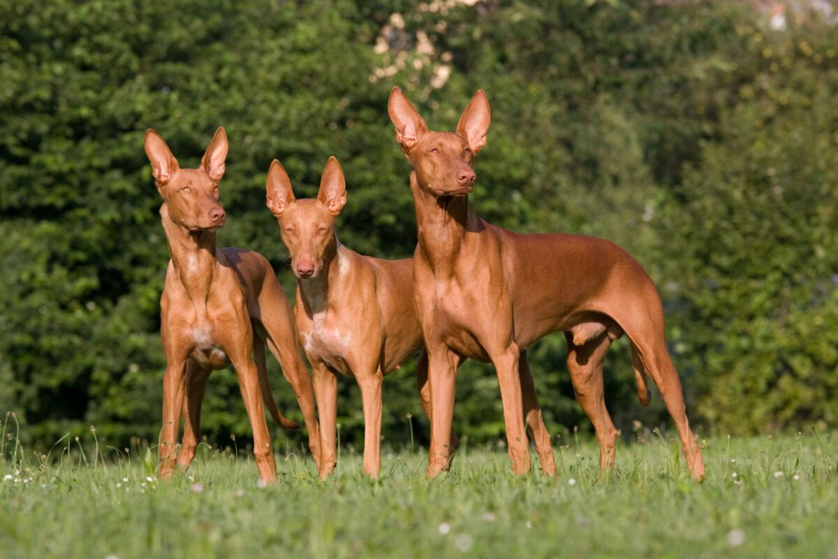 Pharaon hound