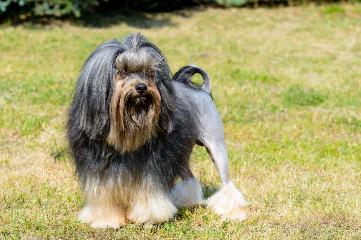 Piccolo cane leone