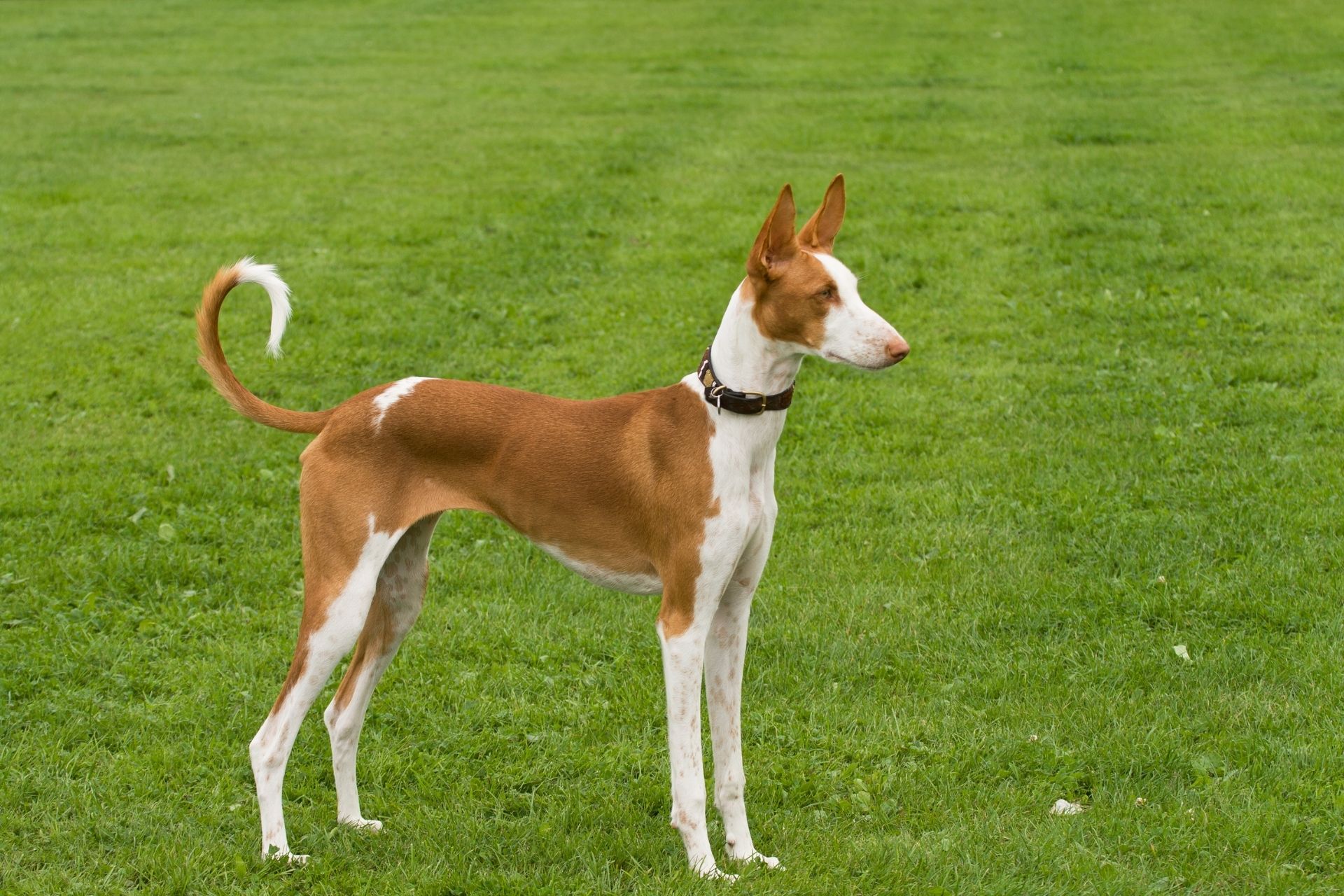 Targa Attenti al cane bicolore personalizzata - Xeven - Xeven