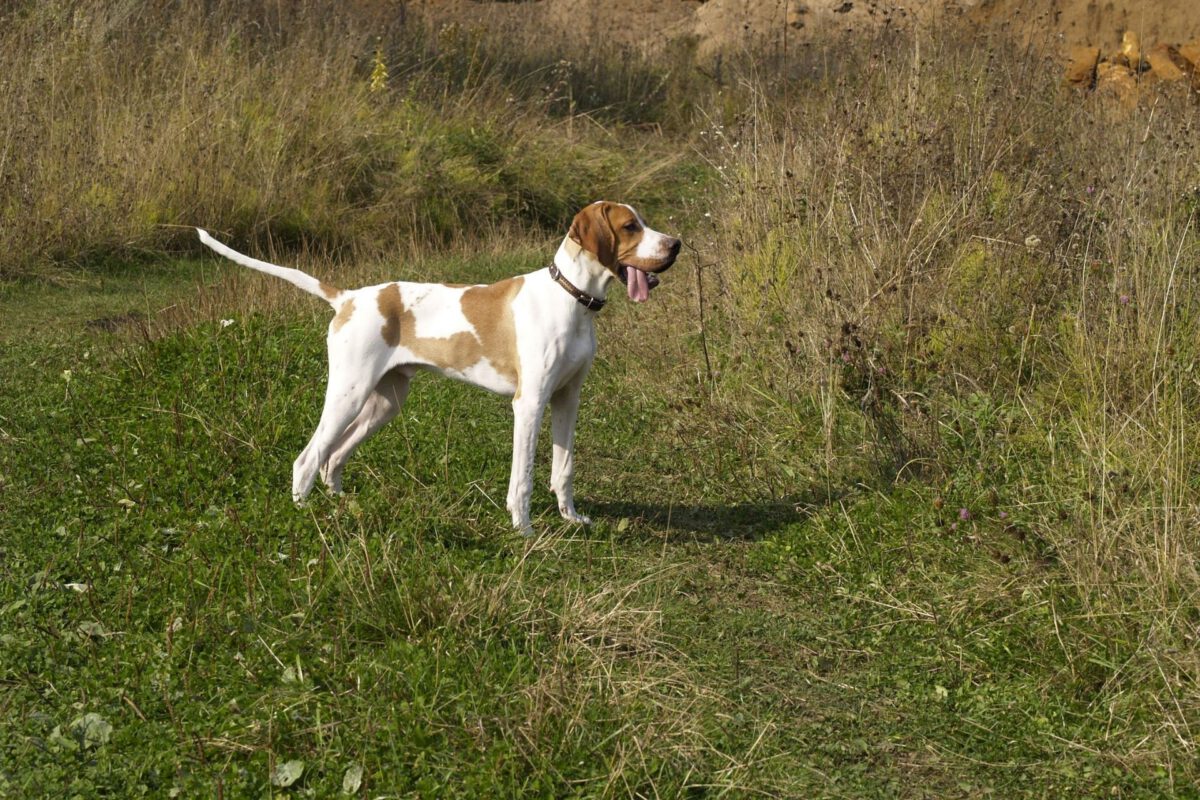 Pointer inglese