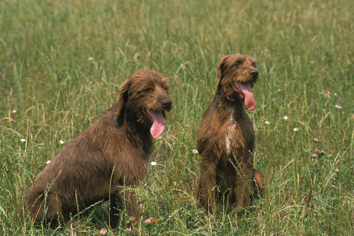 Pudel pointer