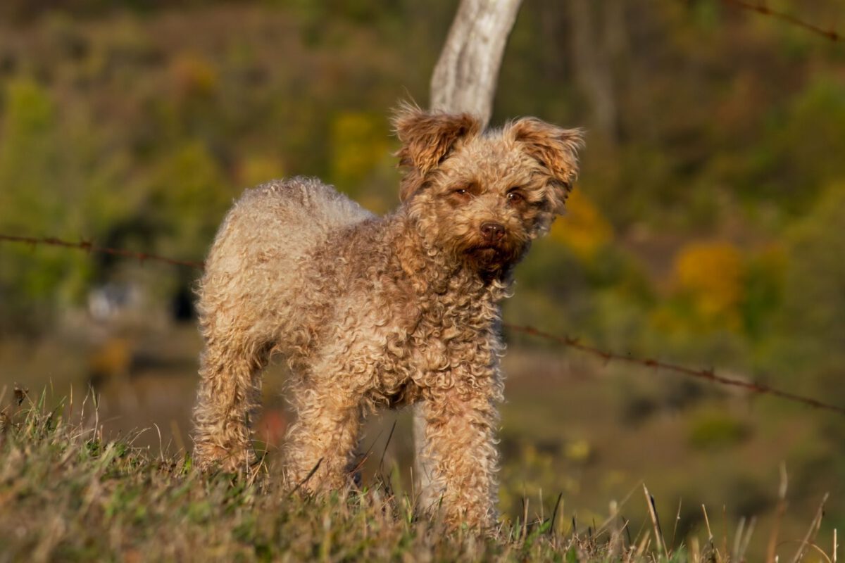 Pumi