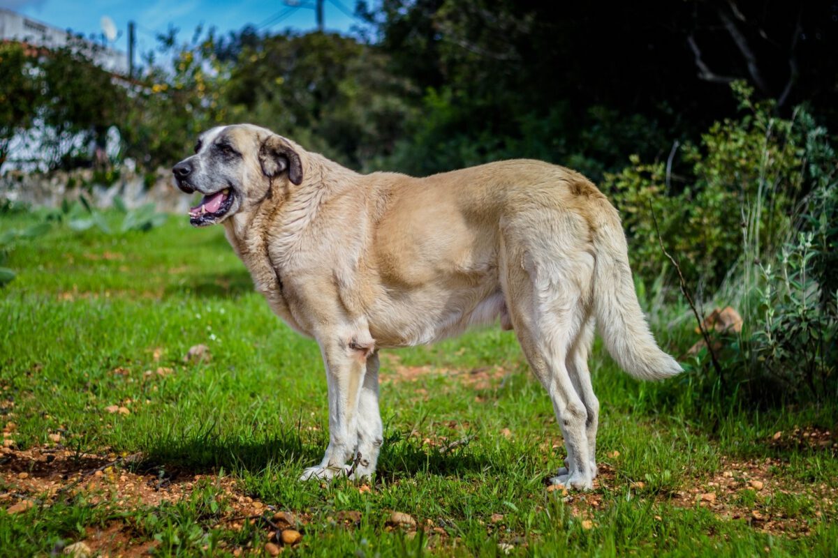 Rafeiro do alentejo