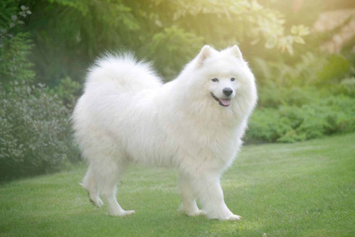 Samoiedo
