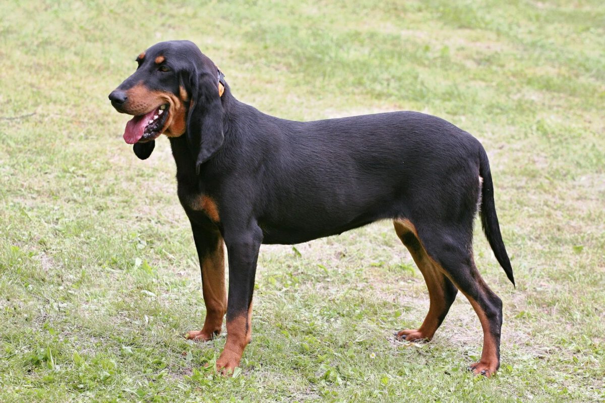 Segugi svizzeri