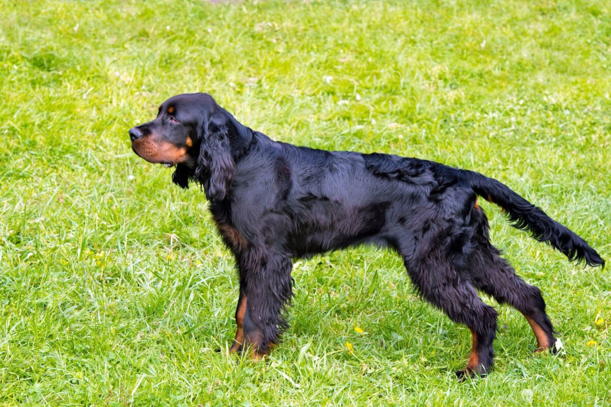 Setter gordon