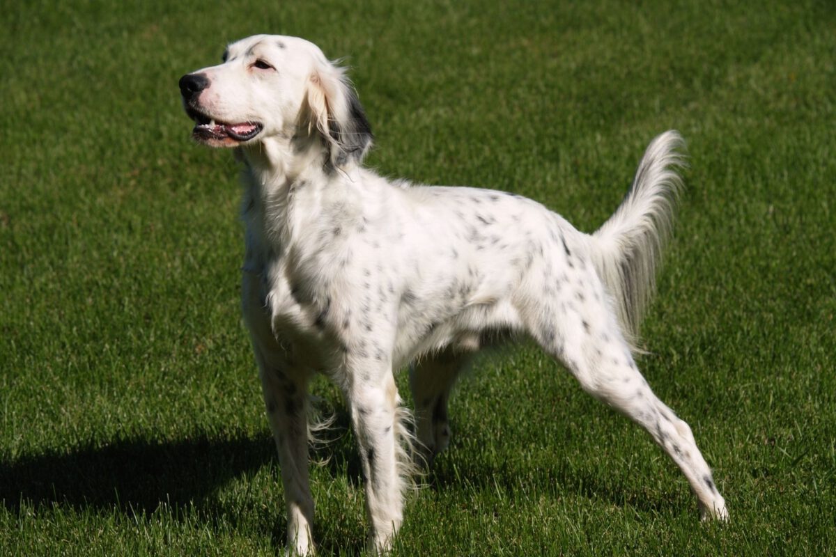 Setter inglese