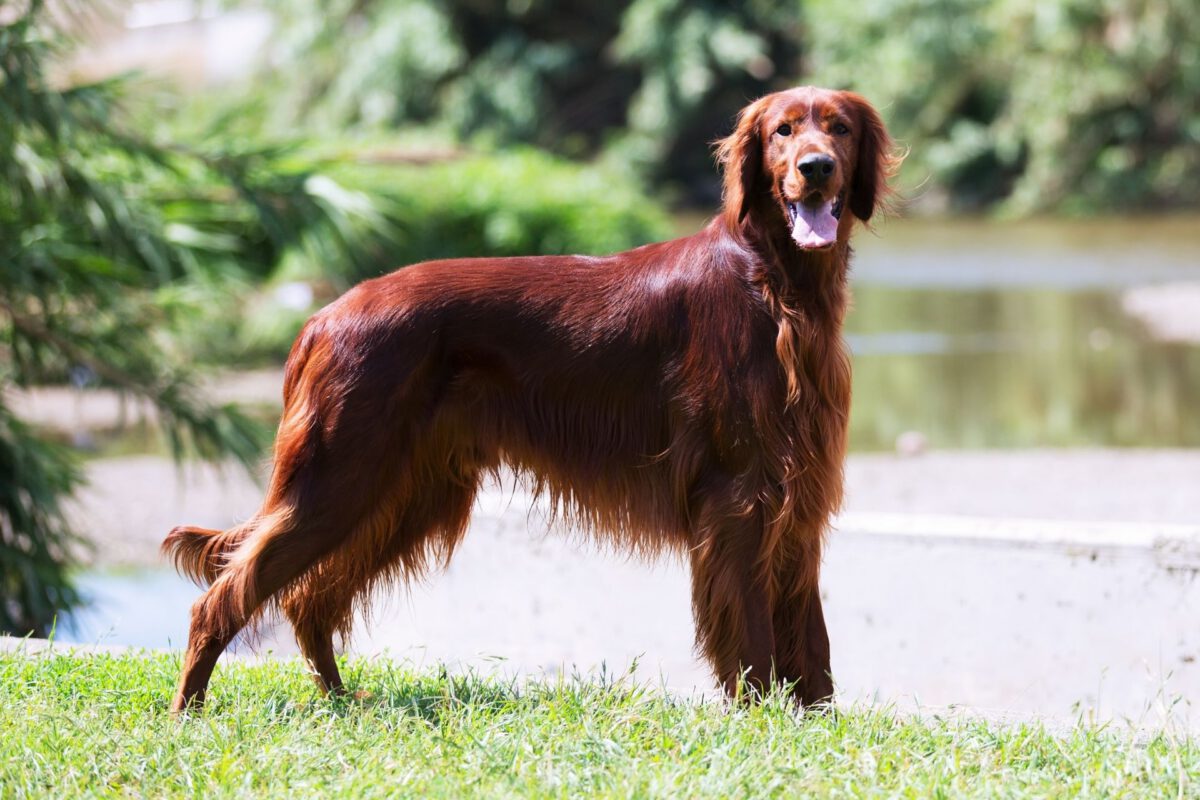 Setter irlandese