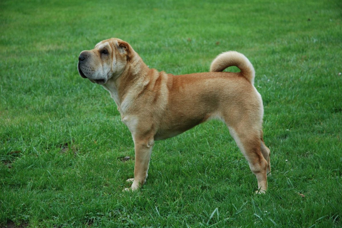 Shar pei