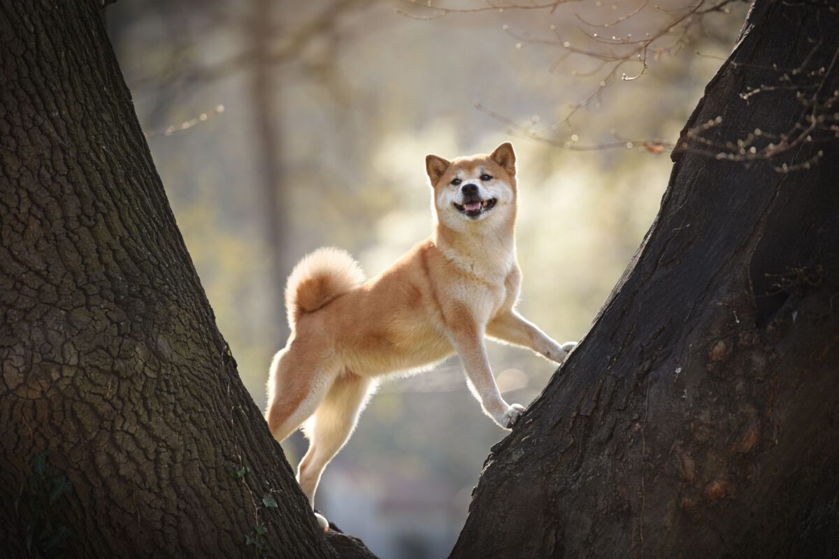 Shiba Inu